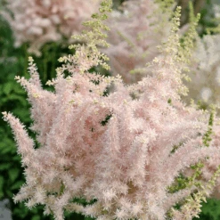 'Milk And Honey' Astilbe