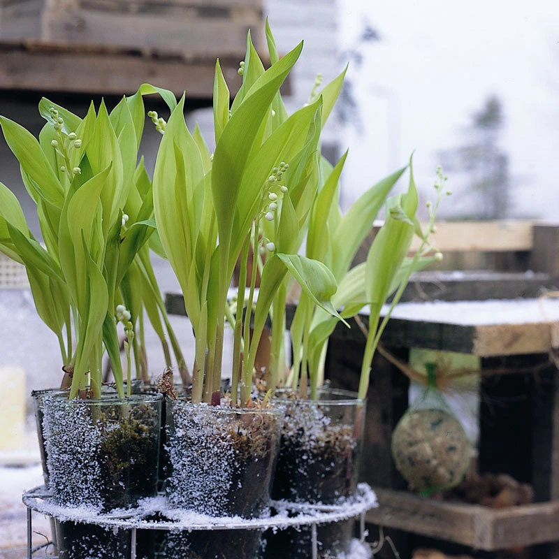 Lily Of The Valley - Image 2