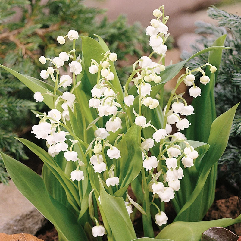 Lily Of The Valley - Image 3
