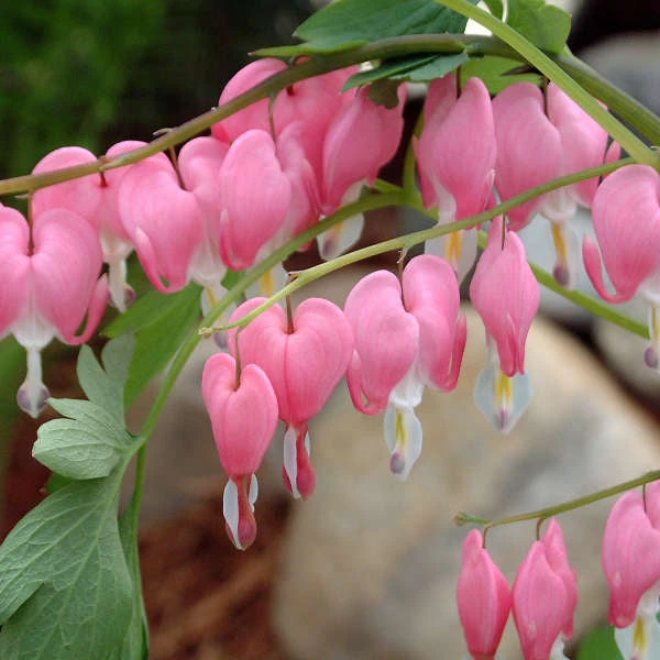 Bleeding Heart - Image 2