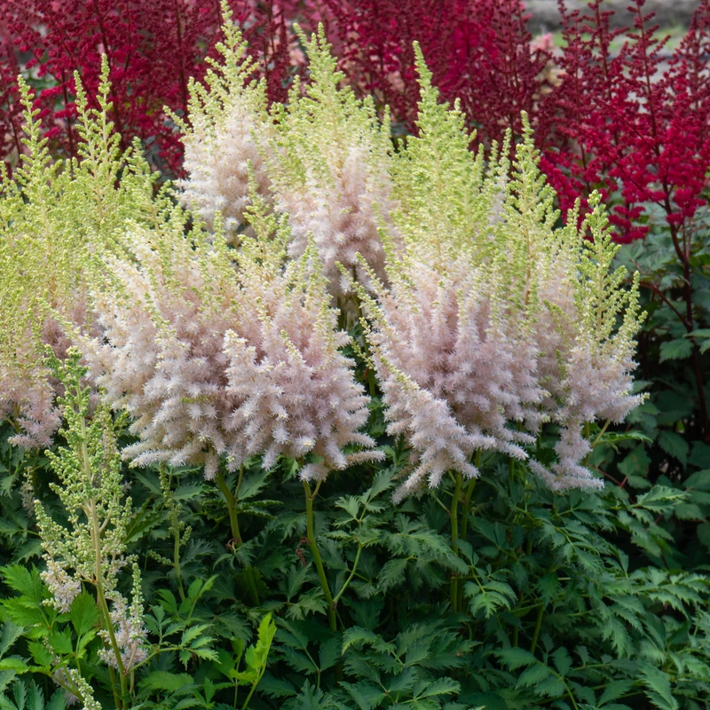 'Milk And Honey' Astilbe - Image 3