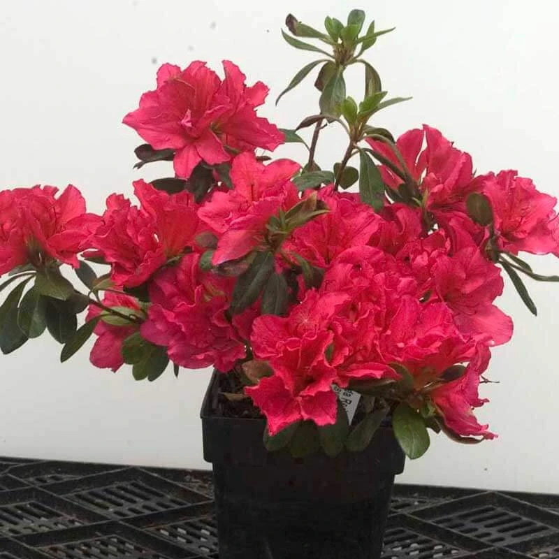 Bloom-A-Thon® Pink Double Reblooming Azalea - Image 3