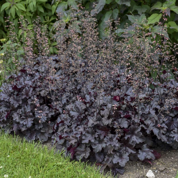 Primo® 'Black Pearl' Coral Bells - Image 6