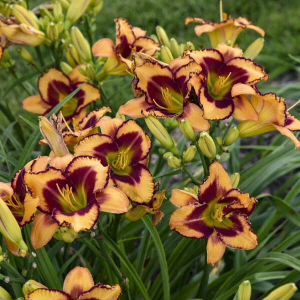 Rainbow Rhythm® 'Blazing Glory' Daylily - Image 3