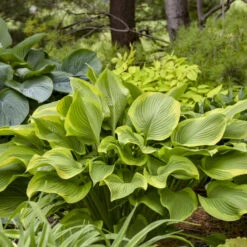 Shadowland® 'Lone Star' Hosta