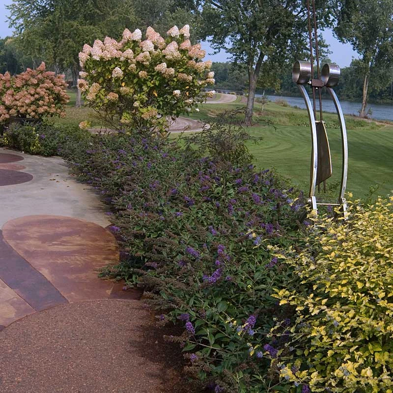 Lo & Behold® 'Blue Chip Jr.' Butterfly Bush - Image 2