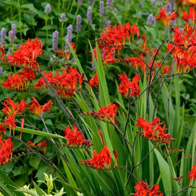 'Lucifer' Montbretia