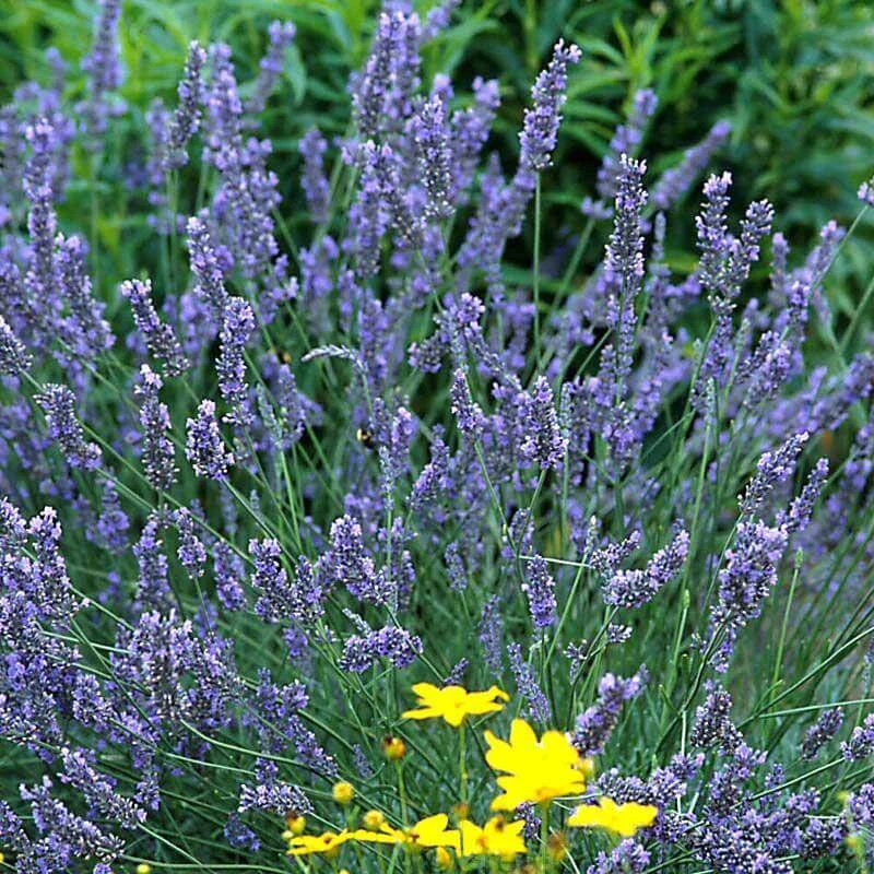 'Grosso' Lavender
