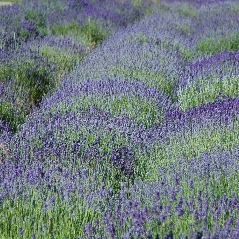 'Grosso' Lavender - Image 3