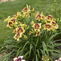 Rainbow Rhythm® 'Star Of The North' Daylily