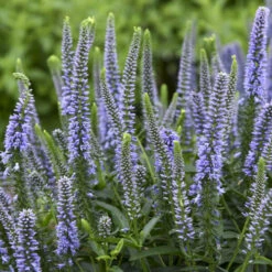 Magic Show® 'Ever After' Spike Speedwell