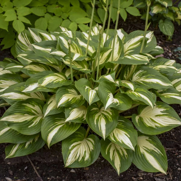 Shadowland® 'Miss America' Hosta - Image 2