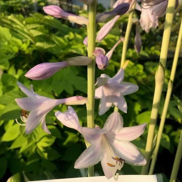 Shadowland® 'Miss America' Hosta - Image 3