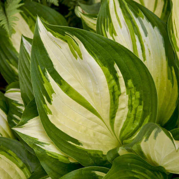 Shadowland® 'Miss America' Hosta - Image 4