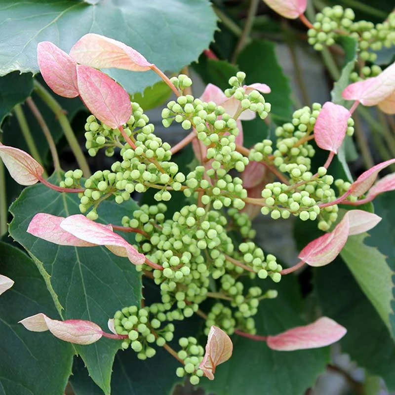 Rose Sensation™ False Hydrangea Vine - Image 2