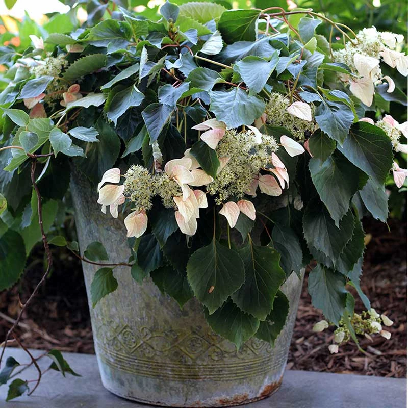 Rose Sensation™ False Hydrangea Vine - Image 3