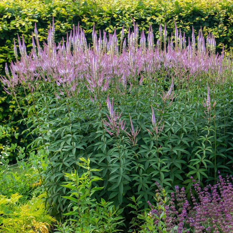 'Fascination' Culver's Root - Image 2