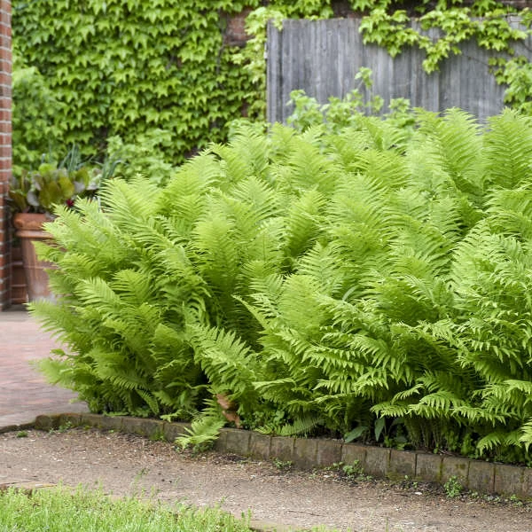 Ostrich Fern - Image 4