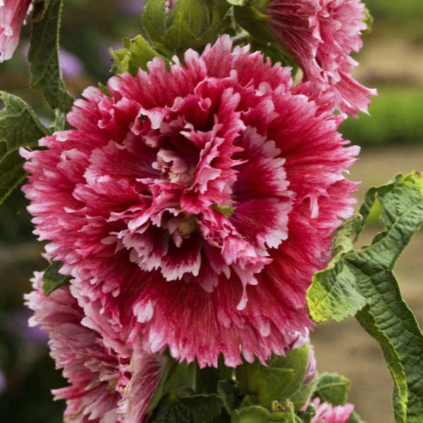 'Fiesta Time' Hollyhock - Image 3