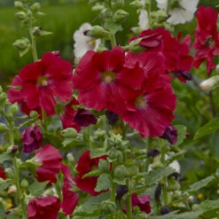 'Mars Magic' Hollyhock