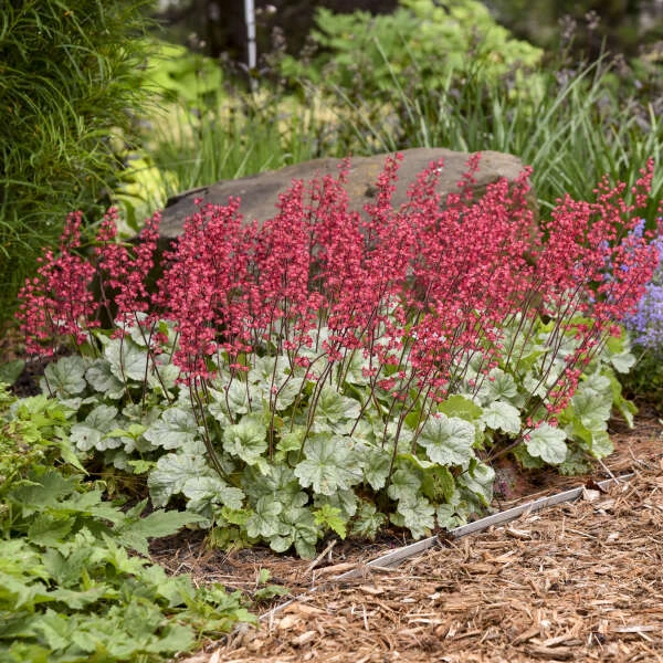 Dolce® 'Spearmint' Coral Bells - Image 4
