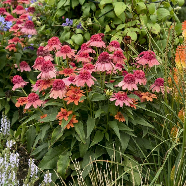 Double Dipped™ 'Rainbow Sherbet' Coneflower - Image 4