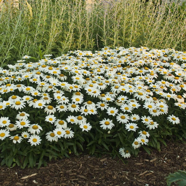 'Snowcap' Shasta Daisy - Image 3