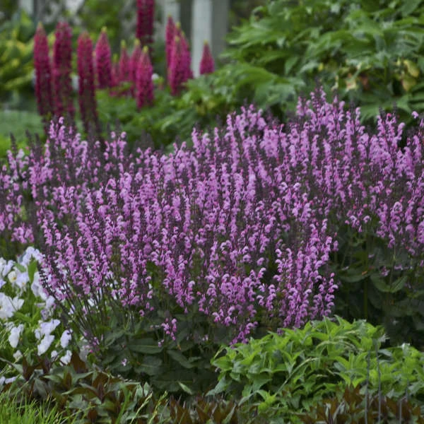 Color Spires® 'Pink Dawn' Salvia - Image 2