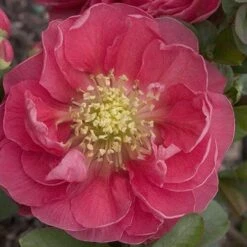 Double Take Pink™ Flowering Quince