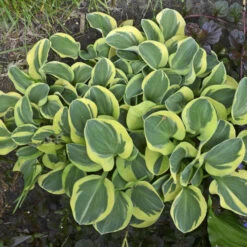 'Mighty Mouse' Hosta