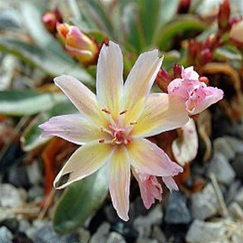 'Little Peach' Lewisia - Image 2