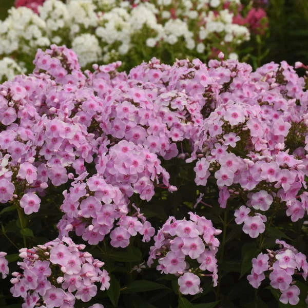 Luminary™ 'Opalescence' Phlox - Image 4