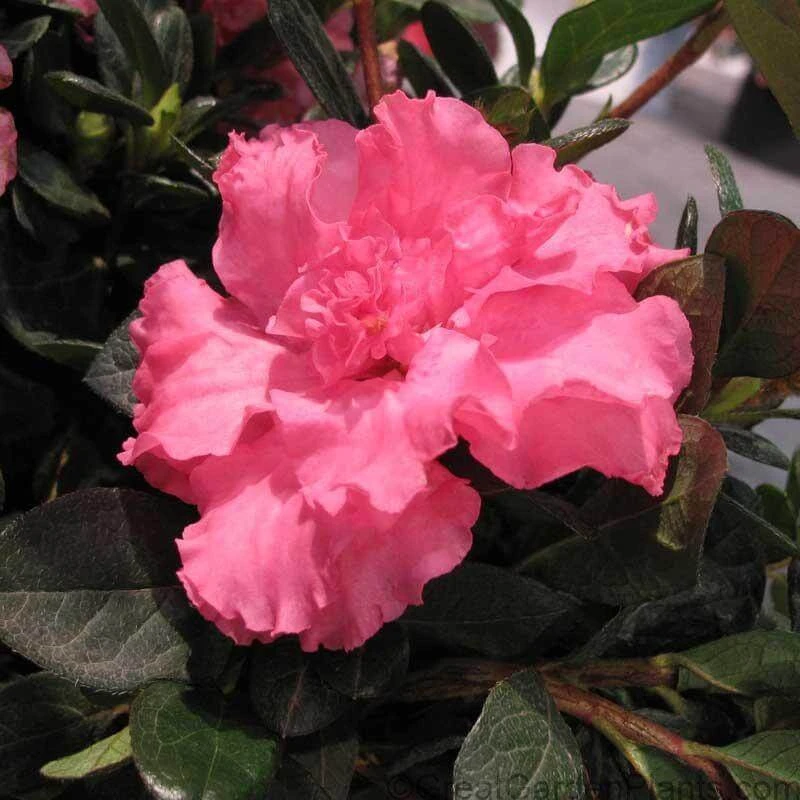 Bloom-A-Thon® Pink Double Reblooming Azalea - Image 2