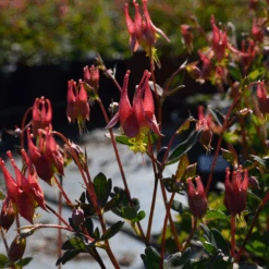 'Little Lanterns' Columbine