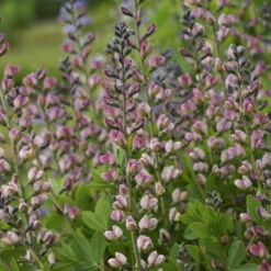 Decadence® 'Pink Truffles' False Indigo