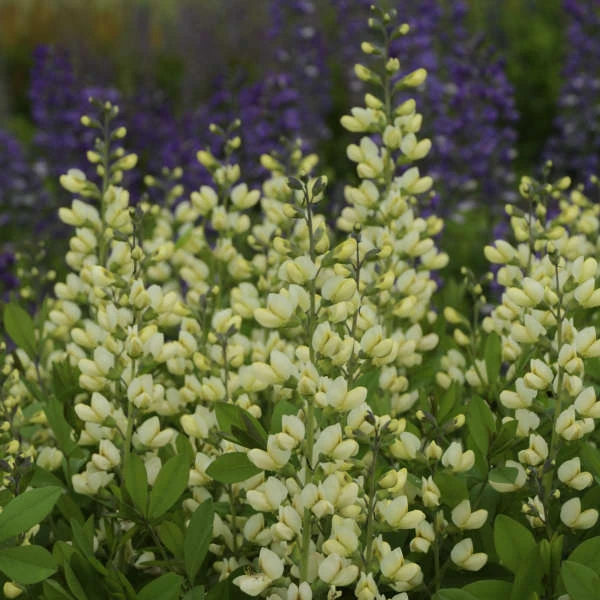 Decadence® 'Vanilla Cream' False Indigo - Image 2