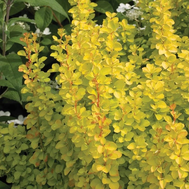 Sunjoy Gold Pillar® Barberry - Image 2