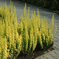 Sunjoy Gold Pillar® Barberry