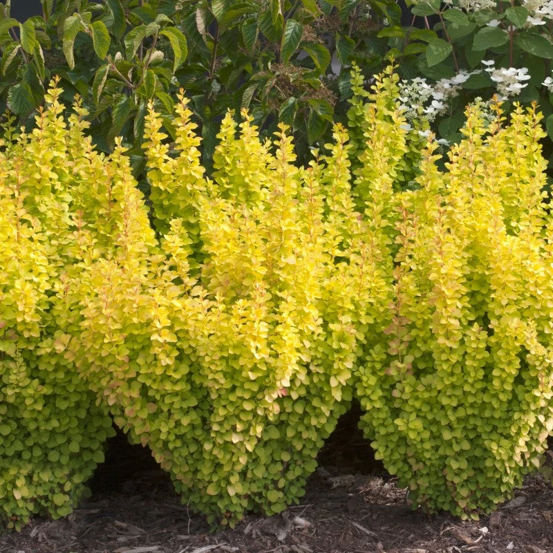 Sunjoy Gold Pillar® Barberry - Image 4