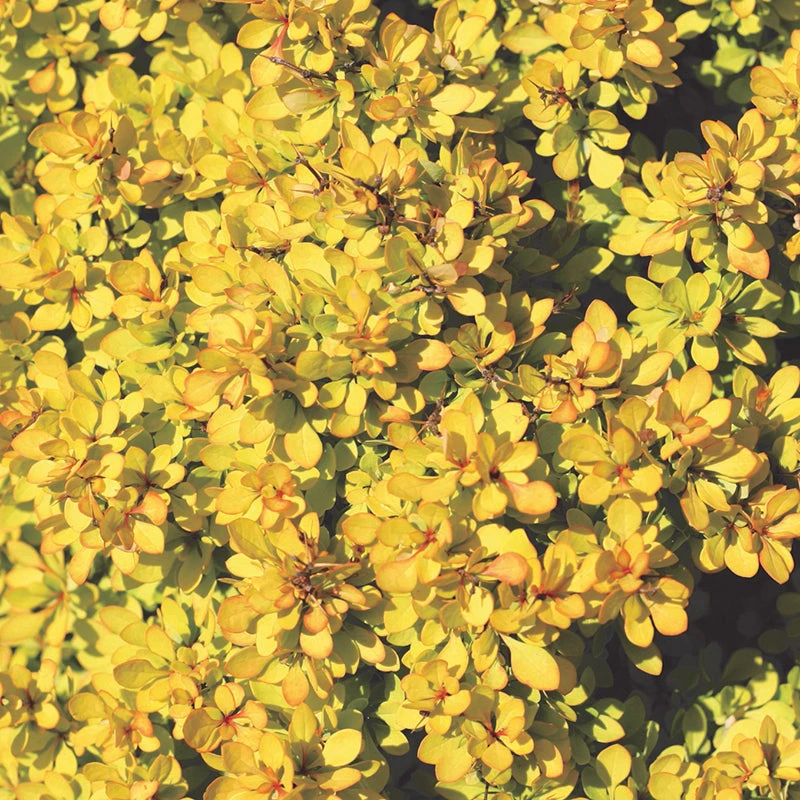 Sunjoy® Mini Saffron Barberry - Image 3