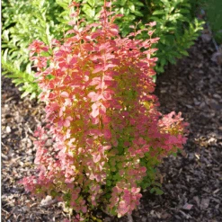 Sunjoy Orange Pillar™ Barberry