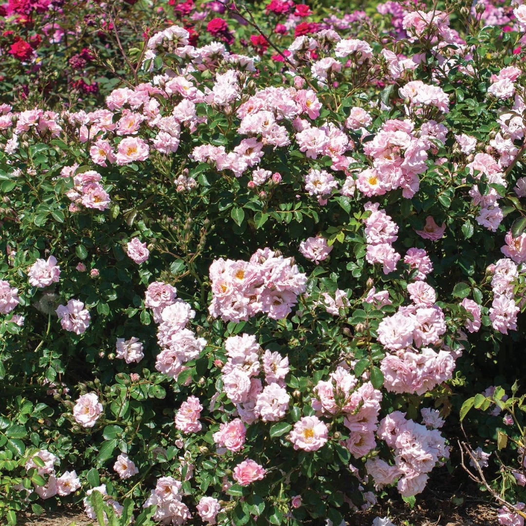 Blushing Drift® Rose - Image 3