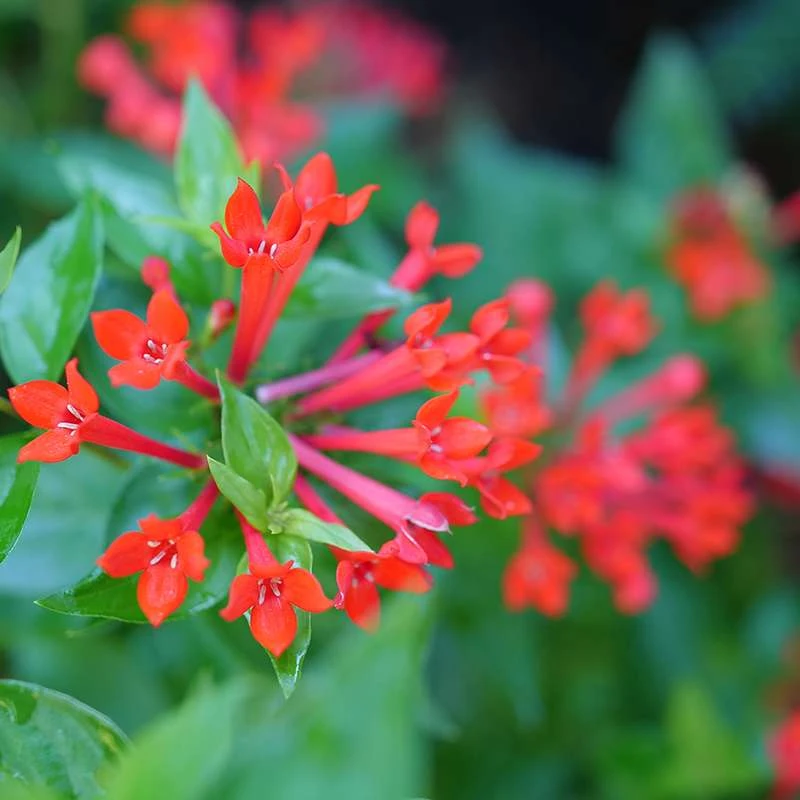 Estrellita™ Scarlet Firecracker Bush - Image 3