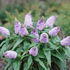 Pugster Amethyst® Butterfly Bush