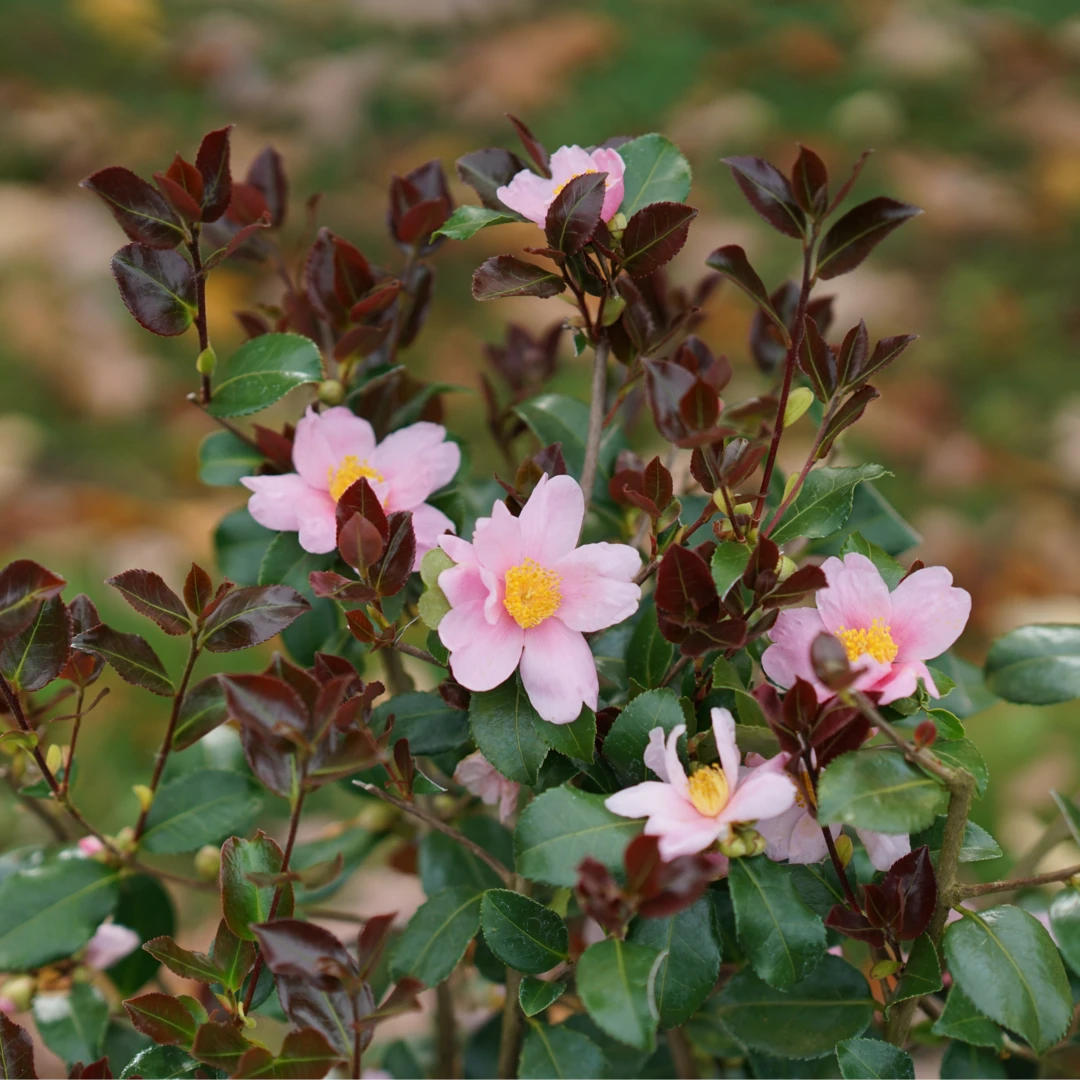 Just Chill Red Tip⢠Camellia