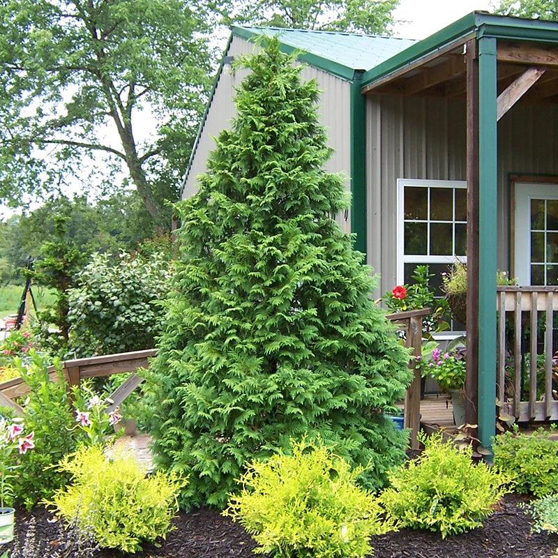 Soft Serve® False Cypress - Image 3