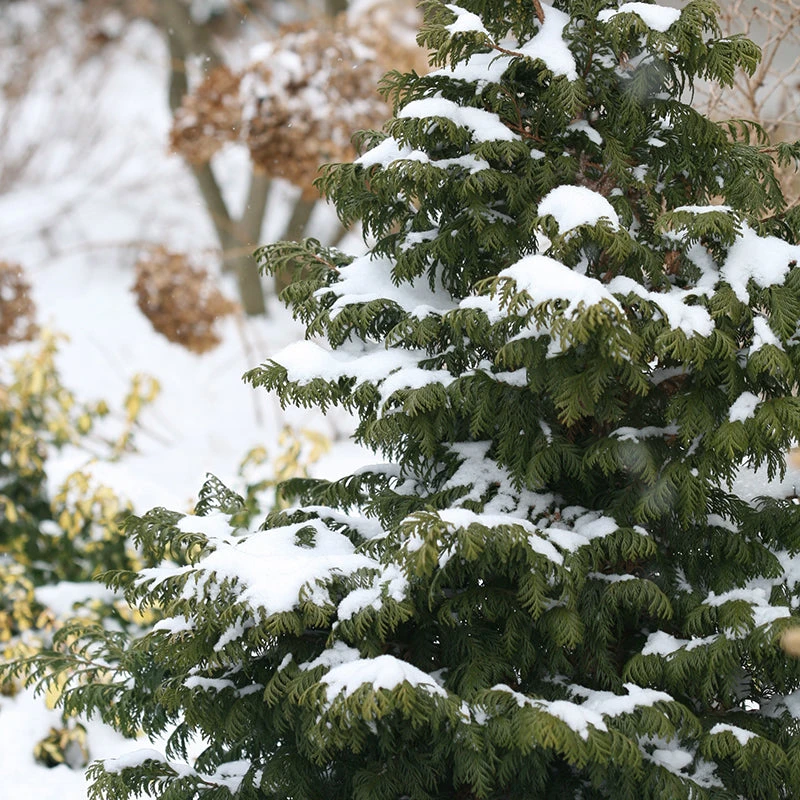 Soft Serve® False Cypress - Image 4