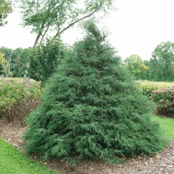 Haywire™ False Cypress