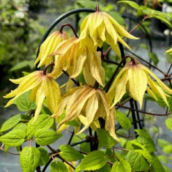 Funyella™ Clematis