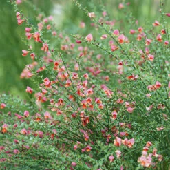 Sister Rosie® Scotch Broom